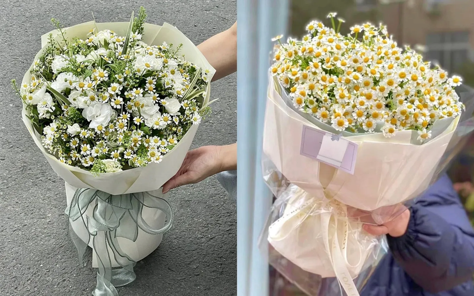 Mẫu hoa cúc Tana chúc mừng ngày Quốc tế Phụ Nữ