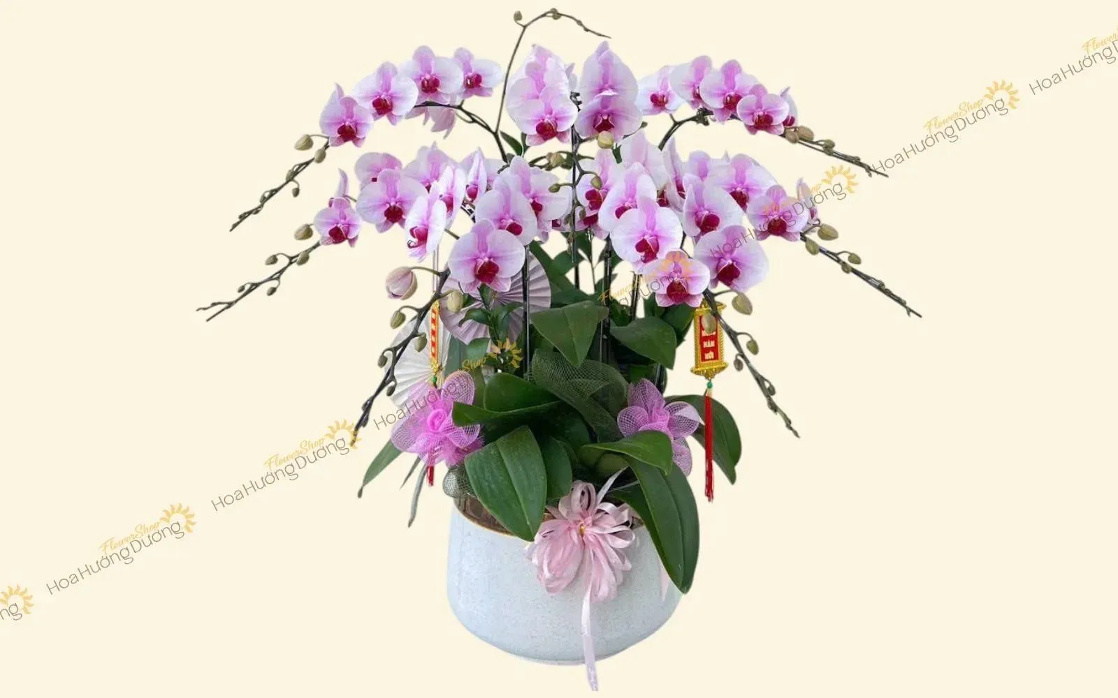Chậu lan hồ đẹp chúc mừng tốt nghiệp