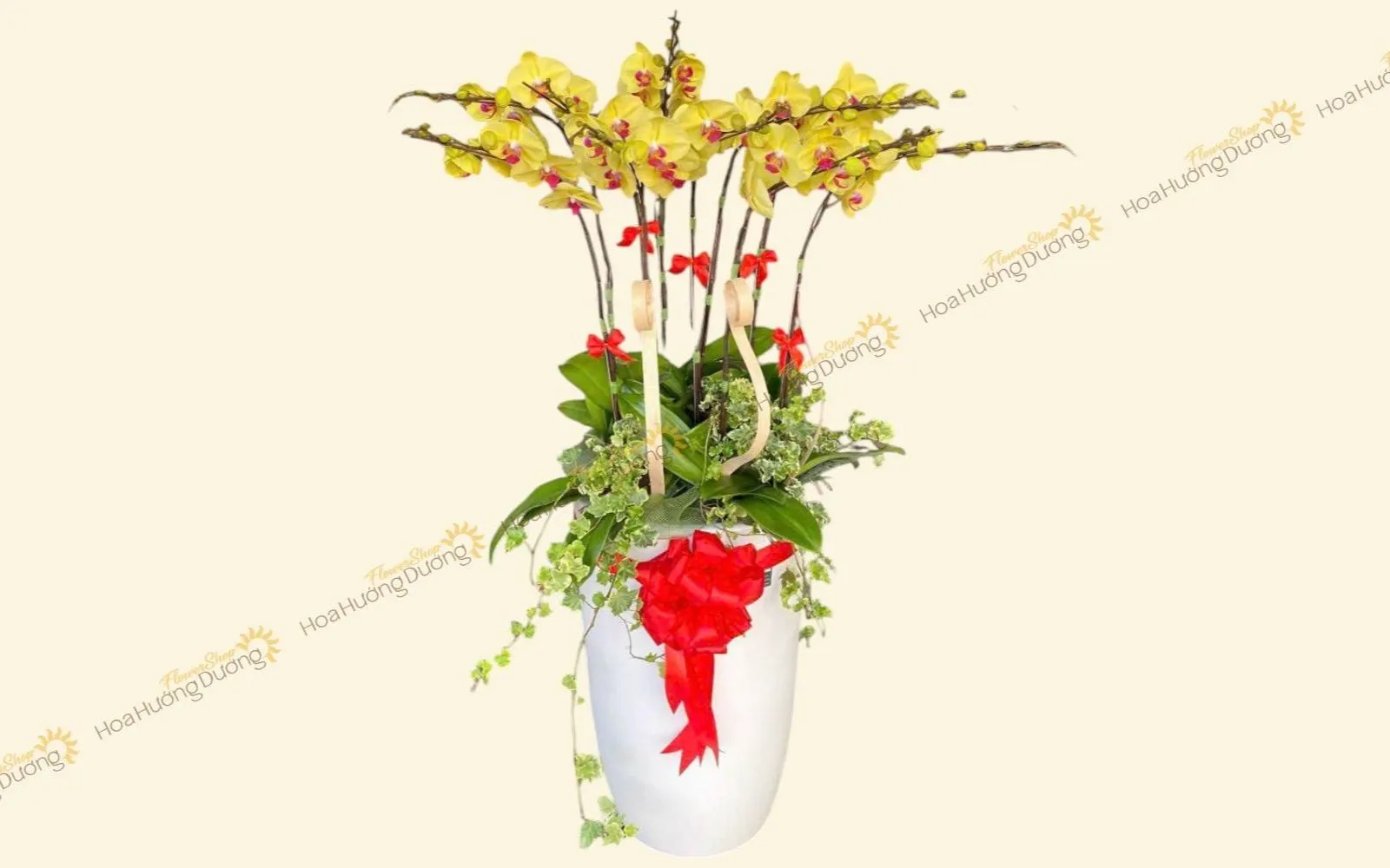 Mẫu chậu Lan Hồ Điệp đẹp tặng doanh nghiệp