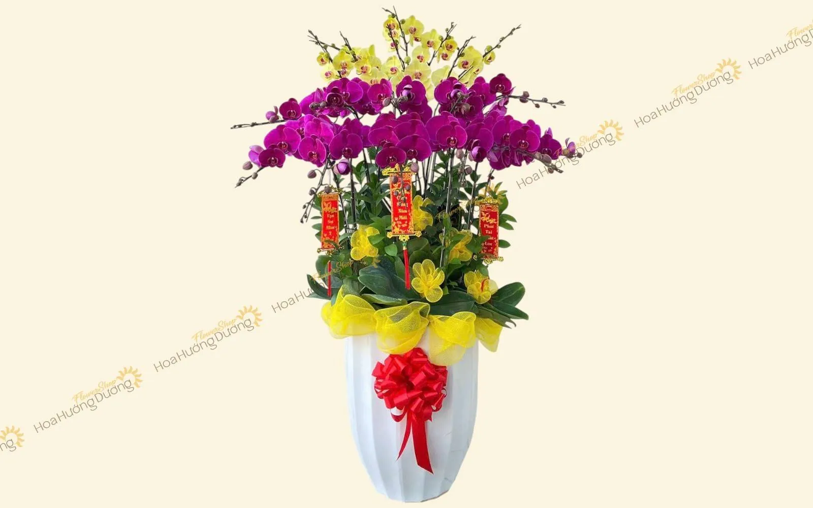 Mẫu chậu hoa lan hồ điệp chúc mừng
