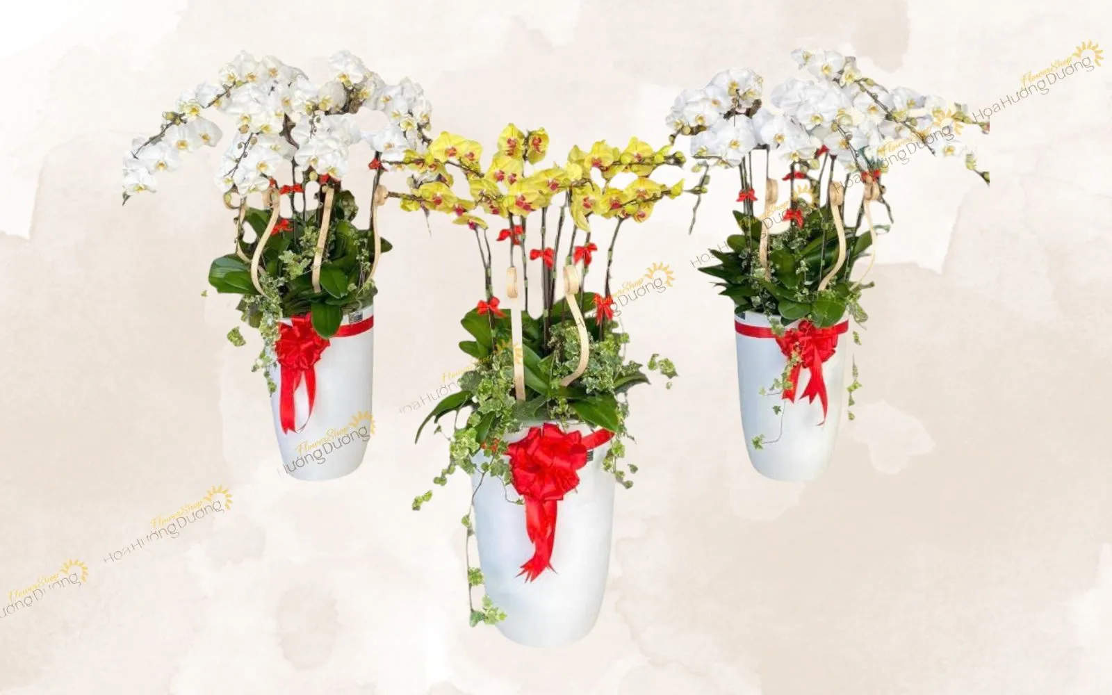 Chậu lan hồ điệp vàng & trắng