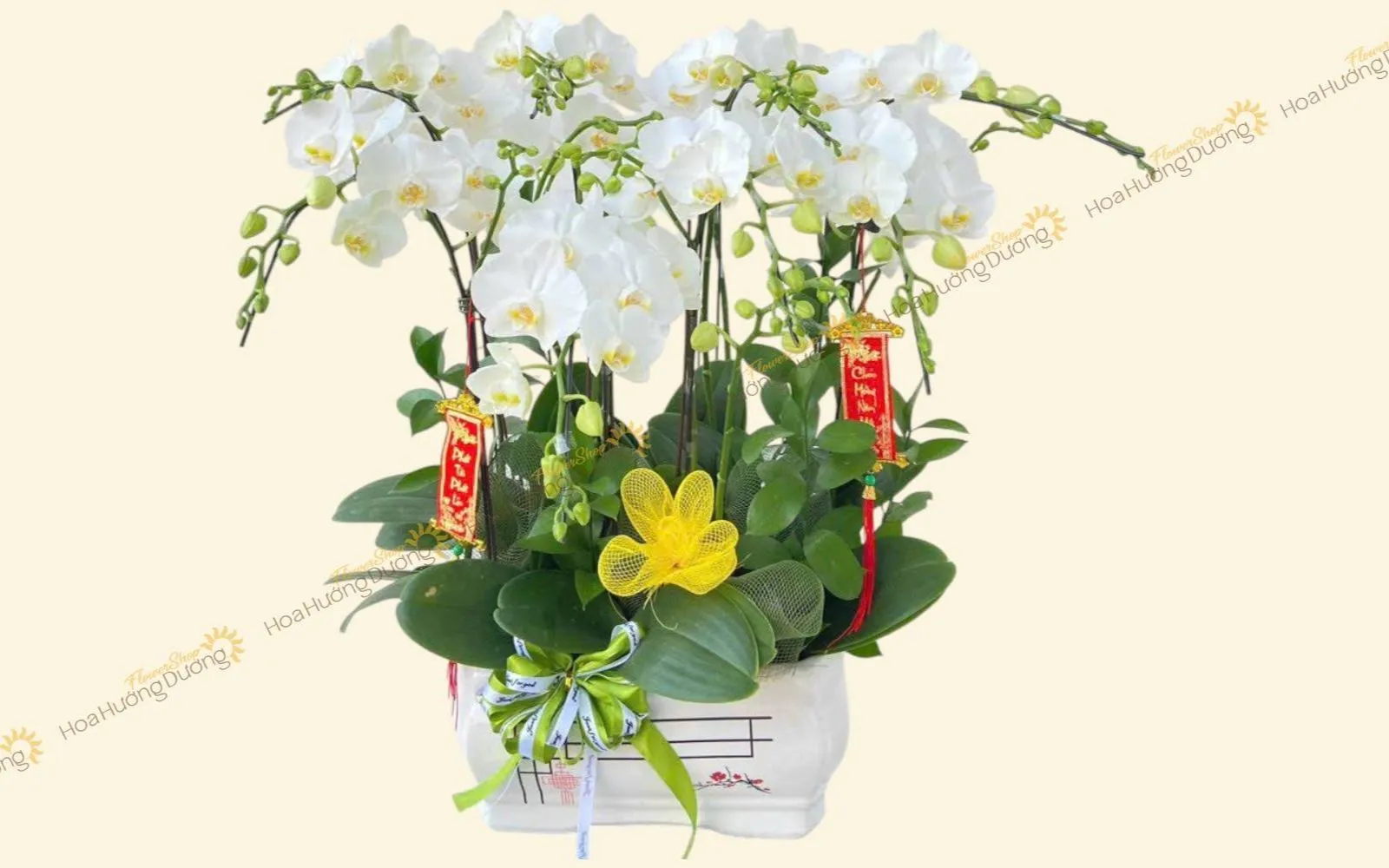 Chậu lan hồ điệp chúc mừng tốt nghiệp