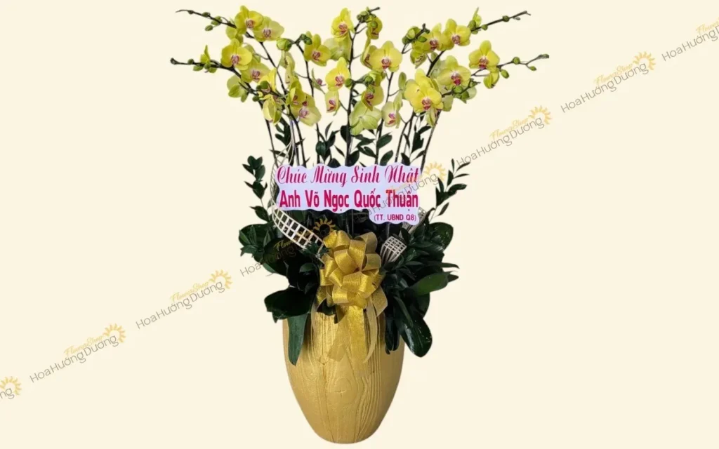 Lan hồ điệp vàng