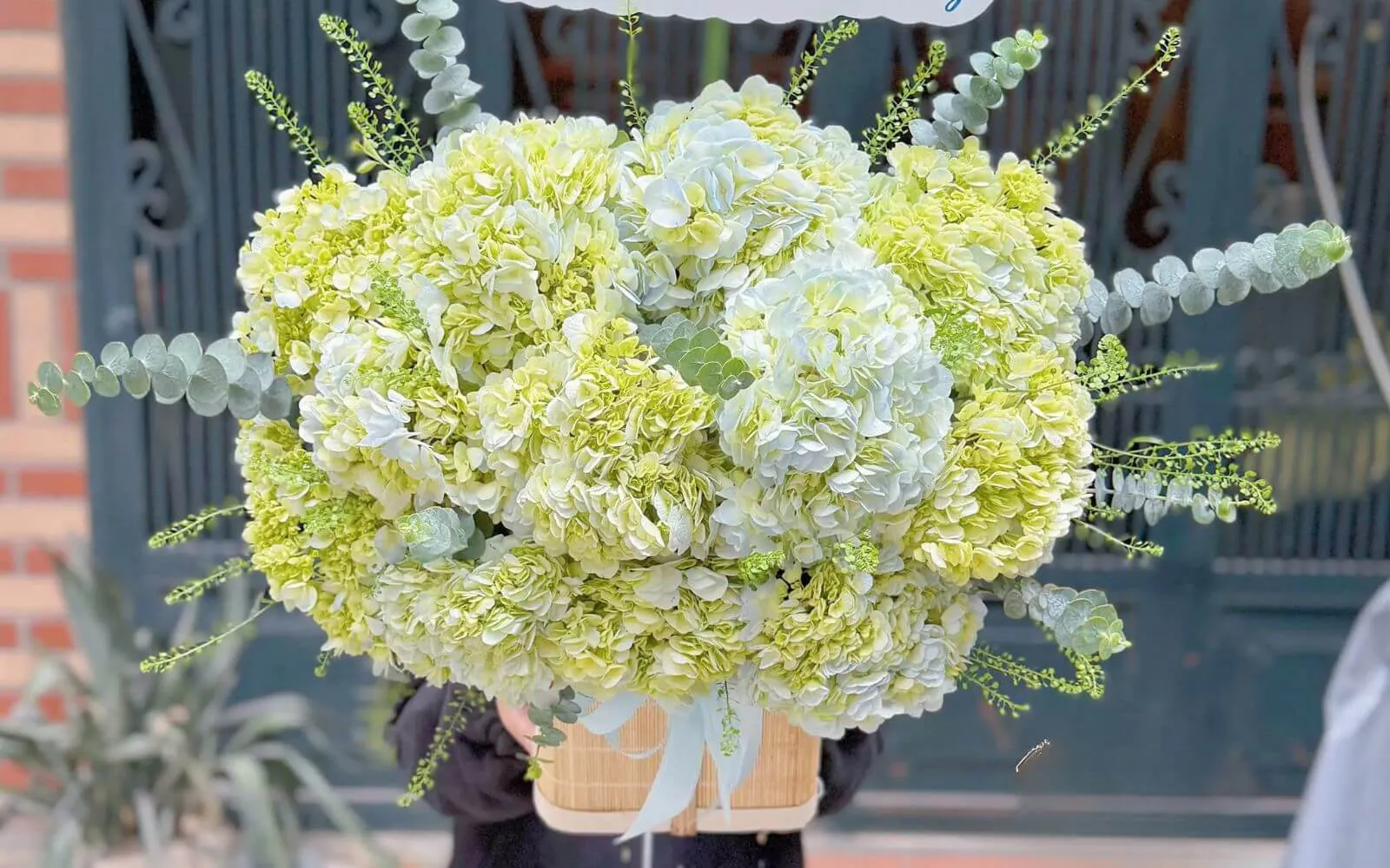 Hoa Cẩm tú cầu