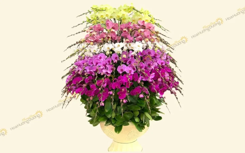 Chậu lan hồ điệp chúc mừng thành lập công ty