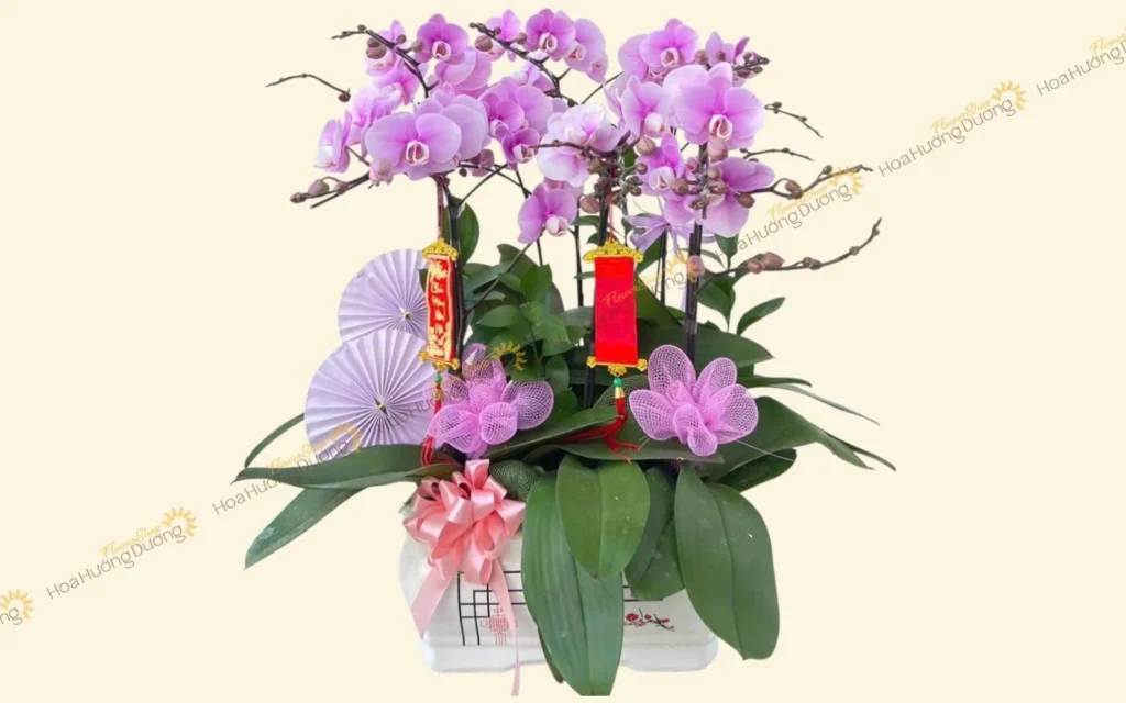 Mẫu Lan hồ điệp tím