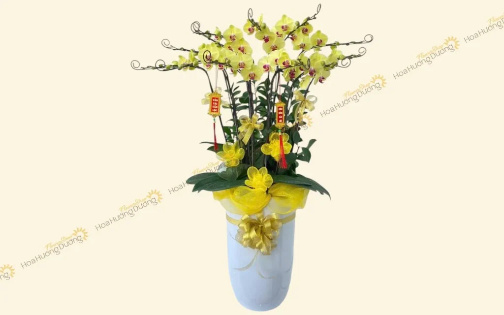 Lan hồ điệp sang trọng